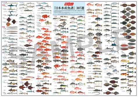 日本魚種類 冷氣機在床頭